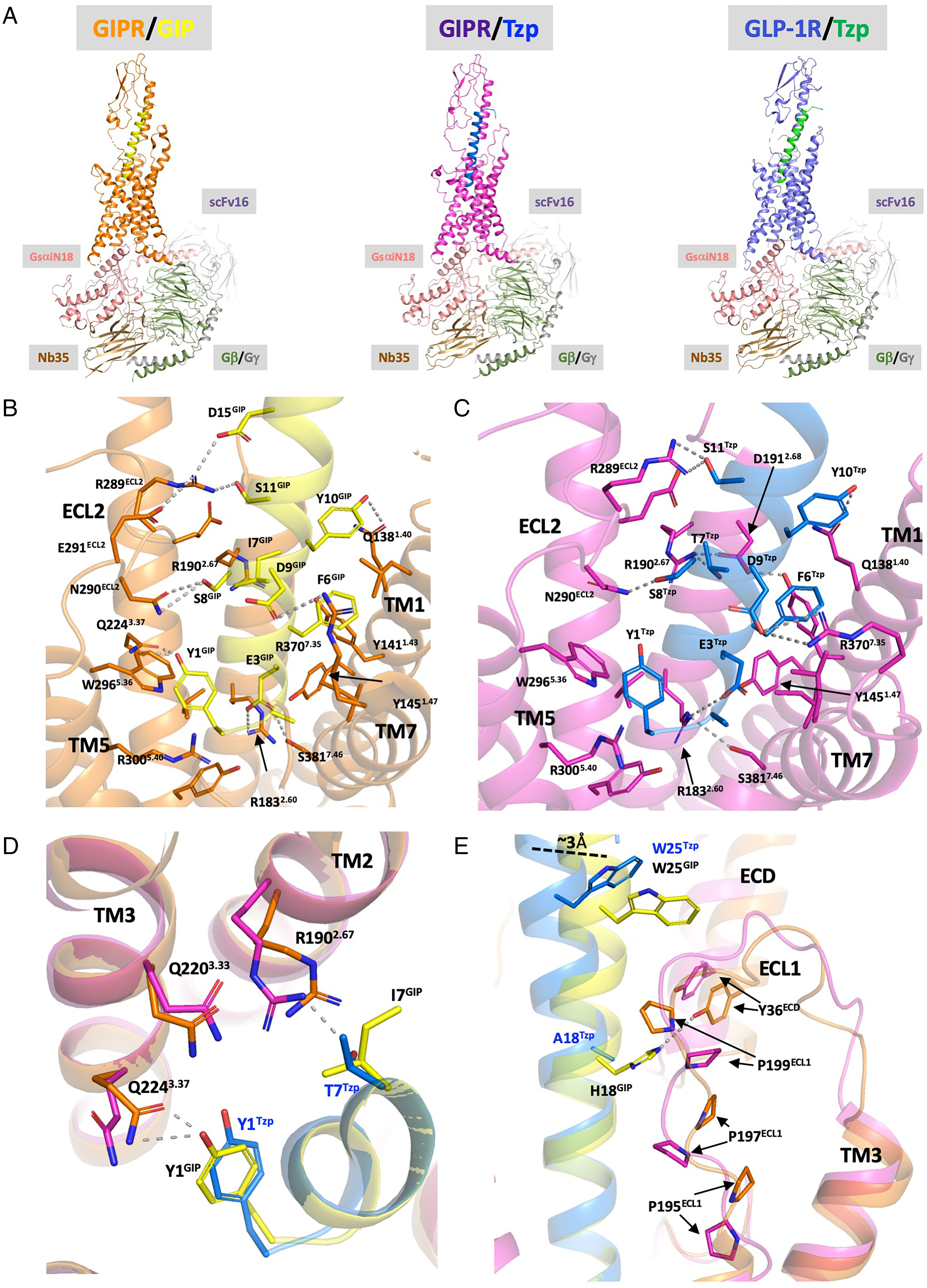 PNAS paper explains the structural basis of tirzepatide's dual agonism