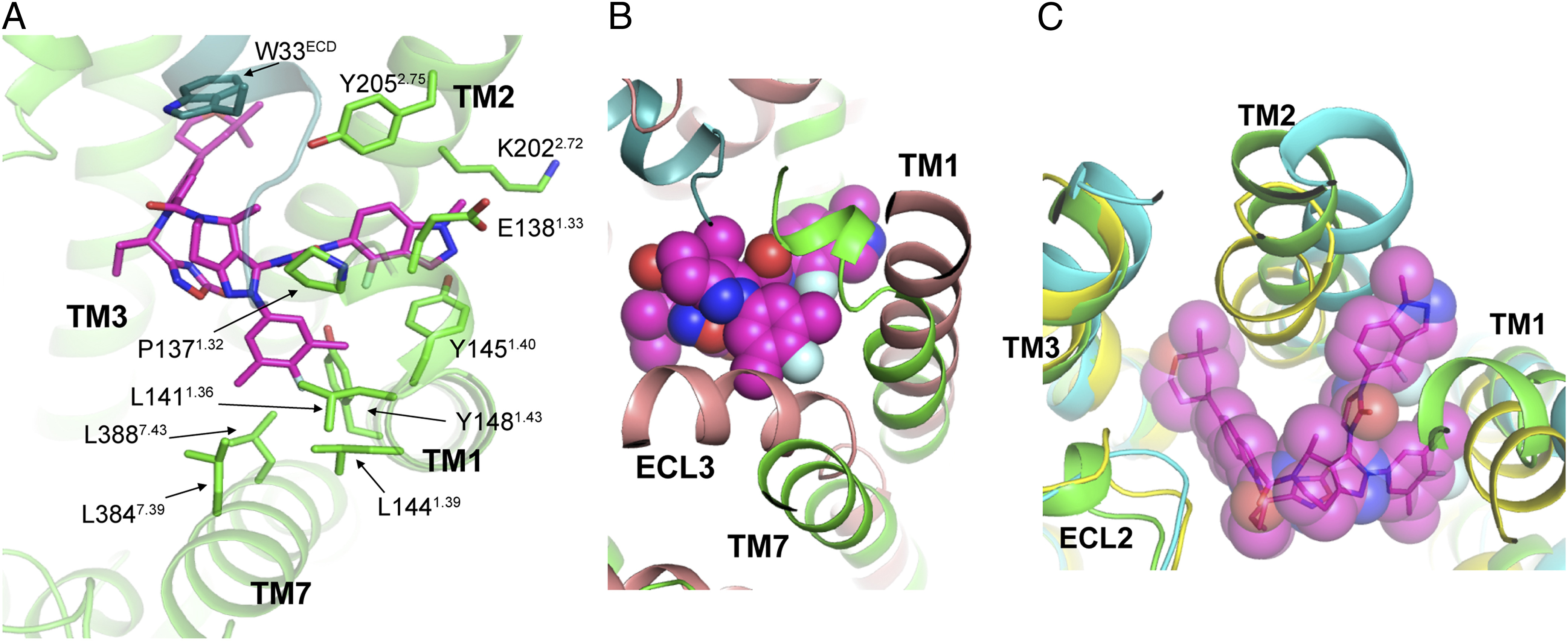 Chugai and Lilly publish how orforglipron activates the human GLP-1 receptor