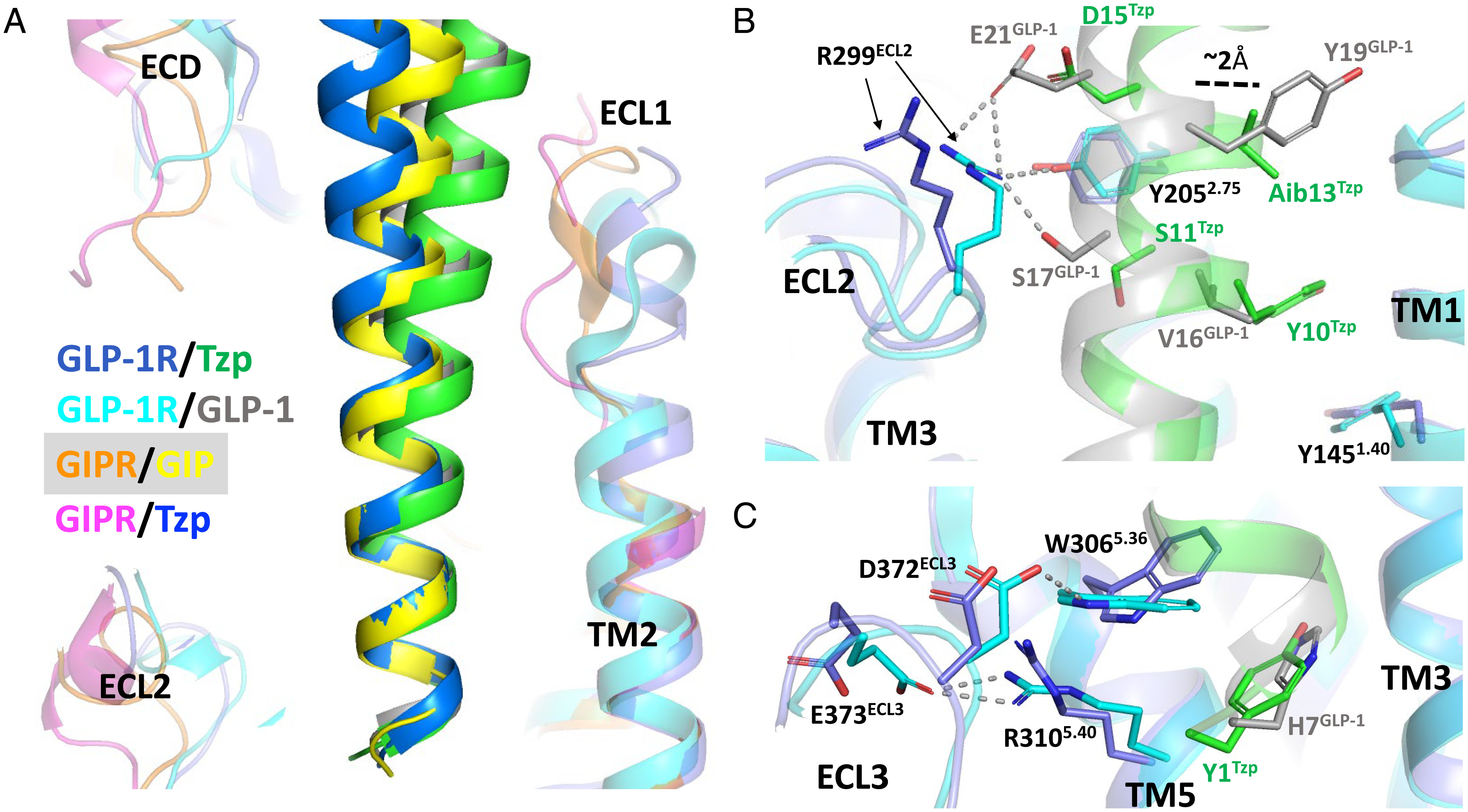 PNAS paper explains the structural basis of tirzepatide's dual agonism