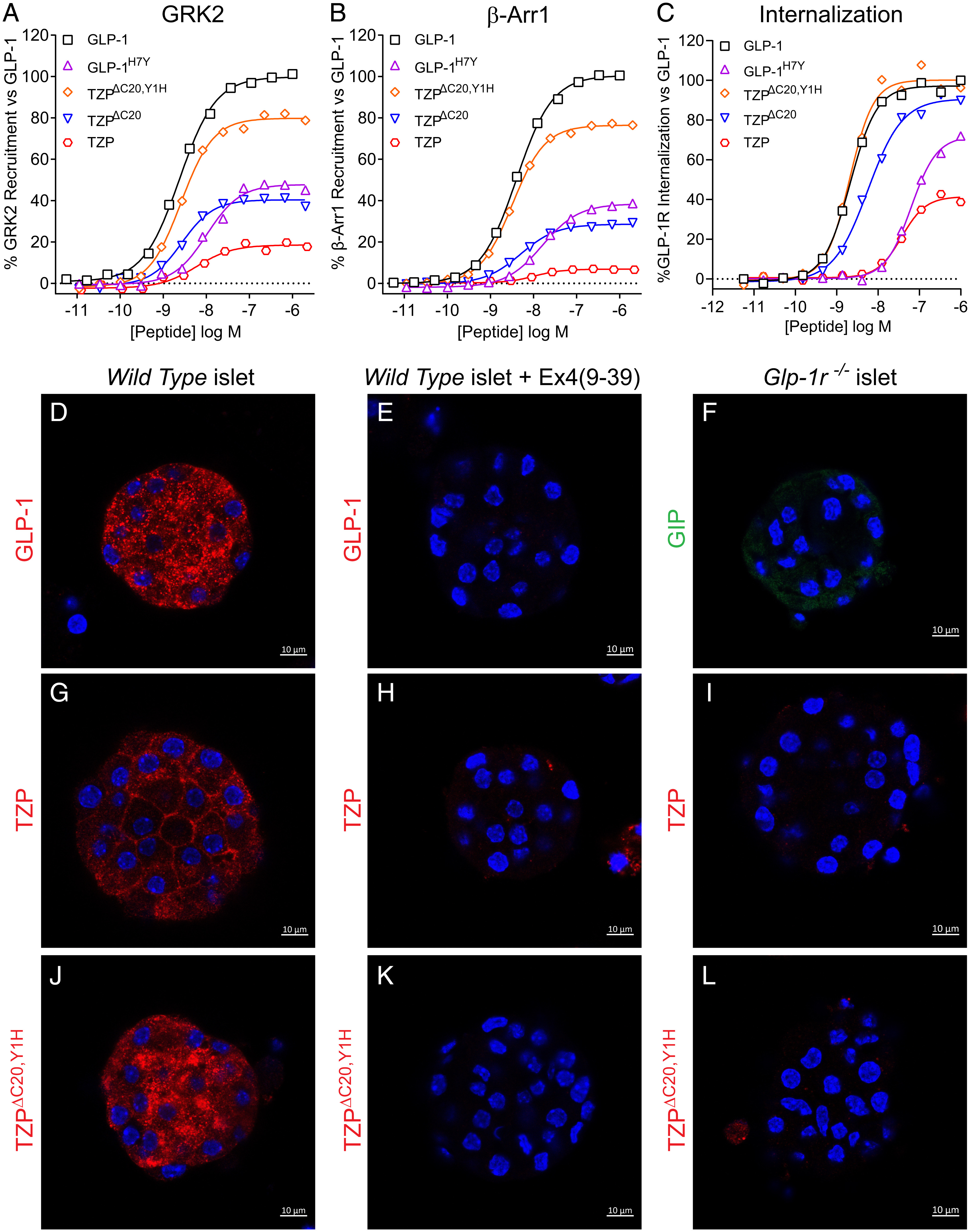 PNAS paper explains the structural basis of tirzepatide's dual agonism
