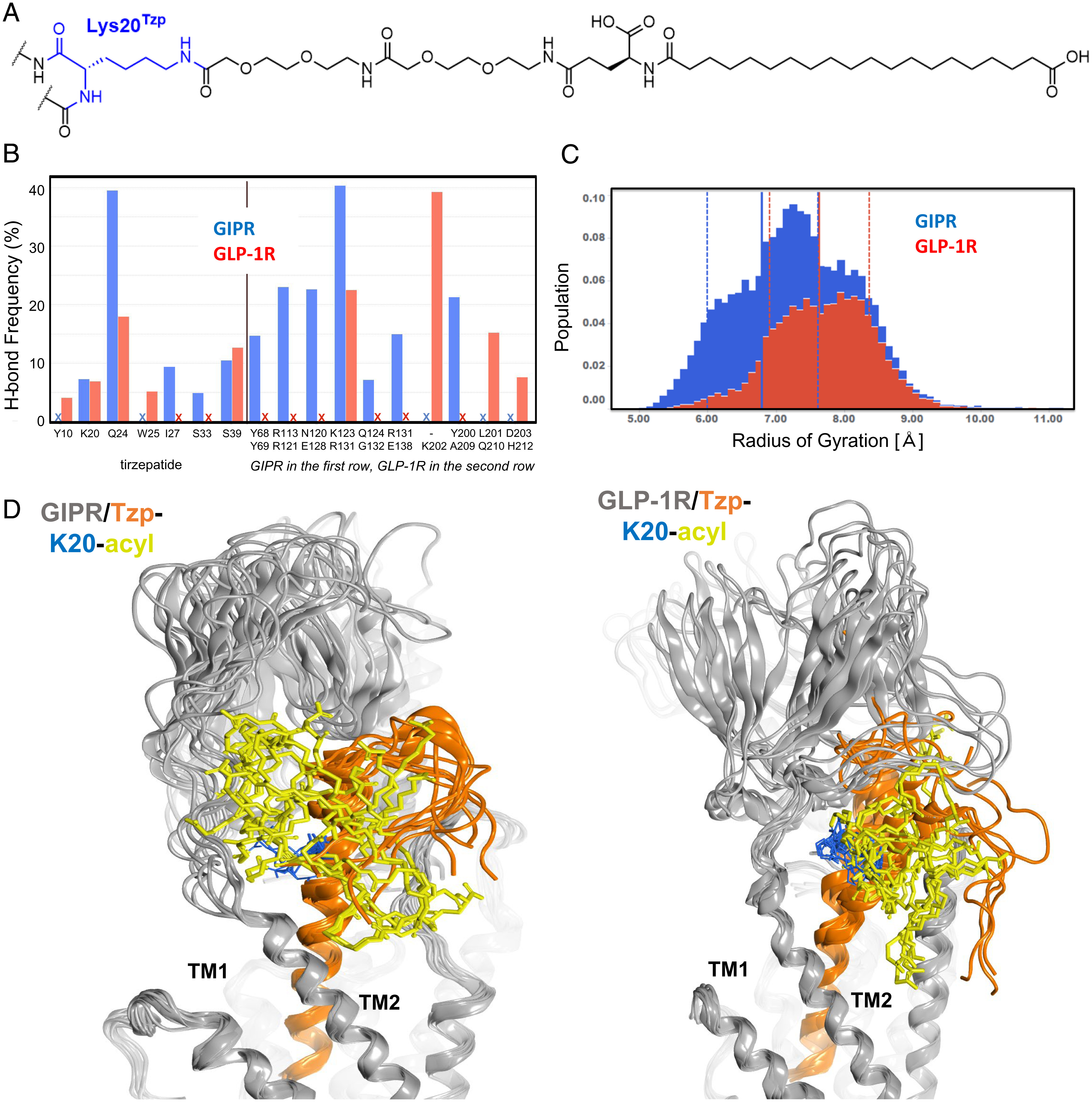 PNAS paper explains the structural basis of tirzepatide's dual agonism