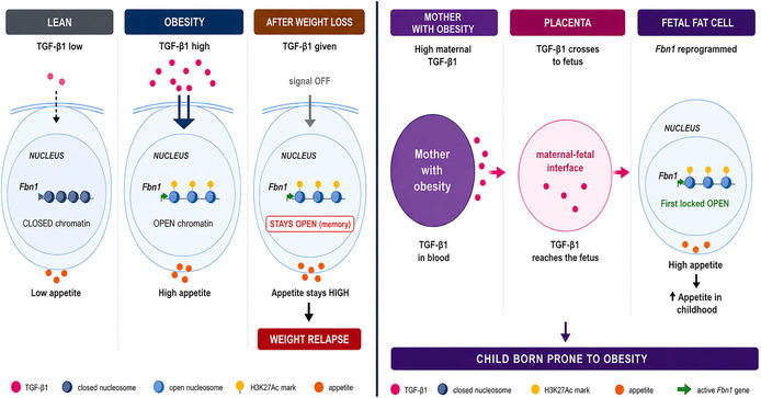 Cleveland research team identifies biological mechanism that may explain obesity relapse
