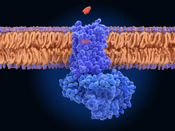 Superluminal raises $60 million to take an MC4R obesity drug into the clinic