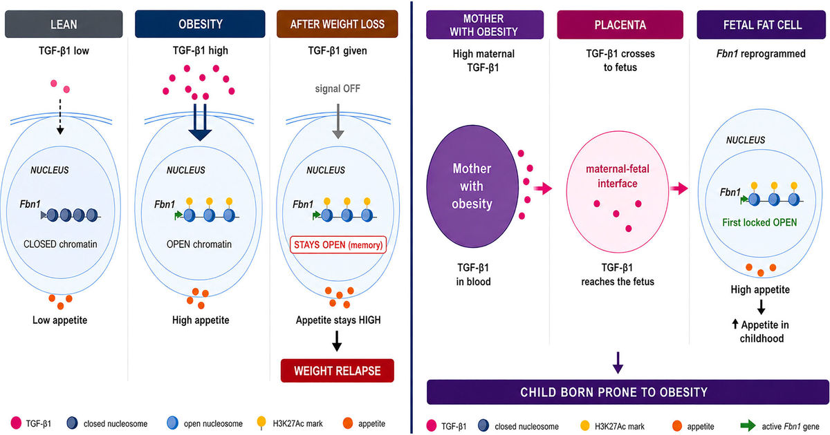 Cell Reports study identifies an 'obesity memory' in fat cells that drives regain