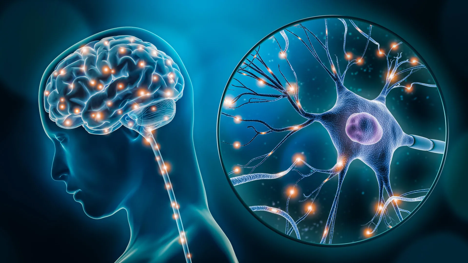 PNAS study finds semaglutide needs the brain's hunger neurons to keep fat off