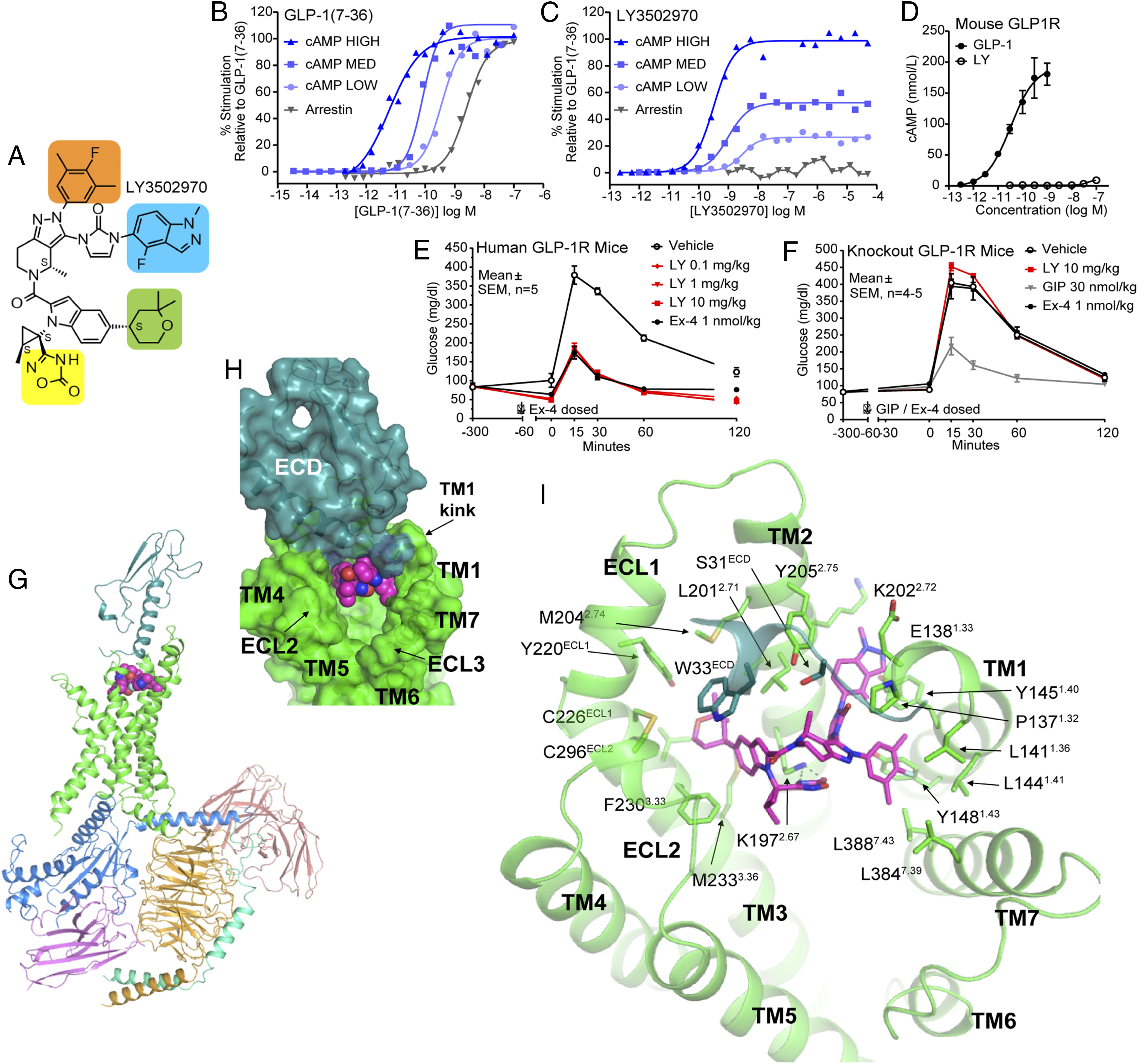 Chugai and Lilly publish how orforglipron activates the human GLP-1 receptor
