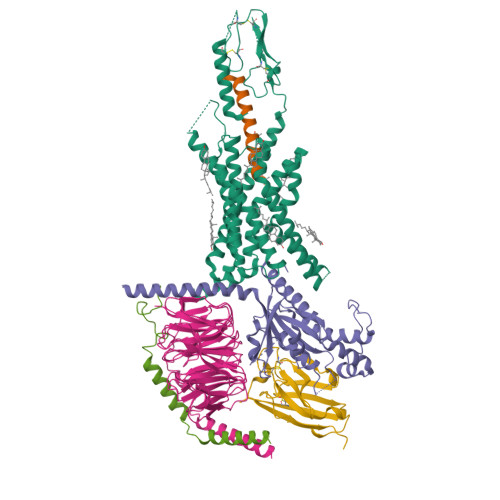 First cryo-EM structures of tirzepatide bound to both incretin receptors