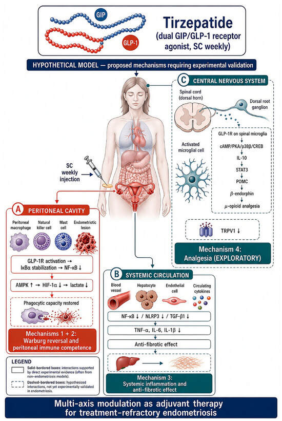 Hypothesis paper proposes tirzepatide for refractory endometriosis, with no human data