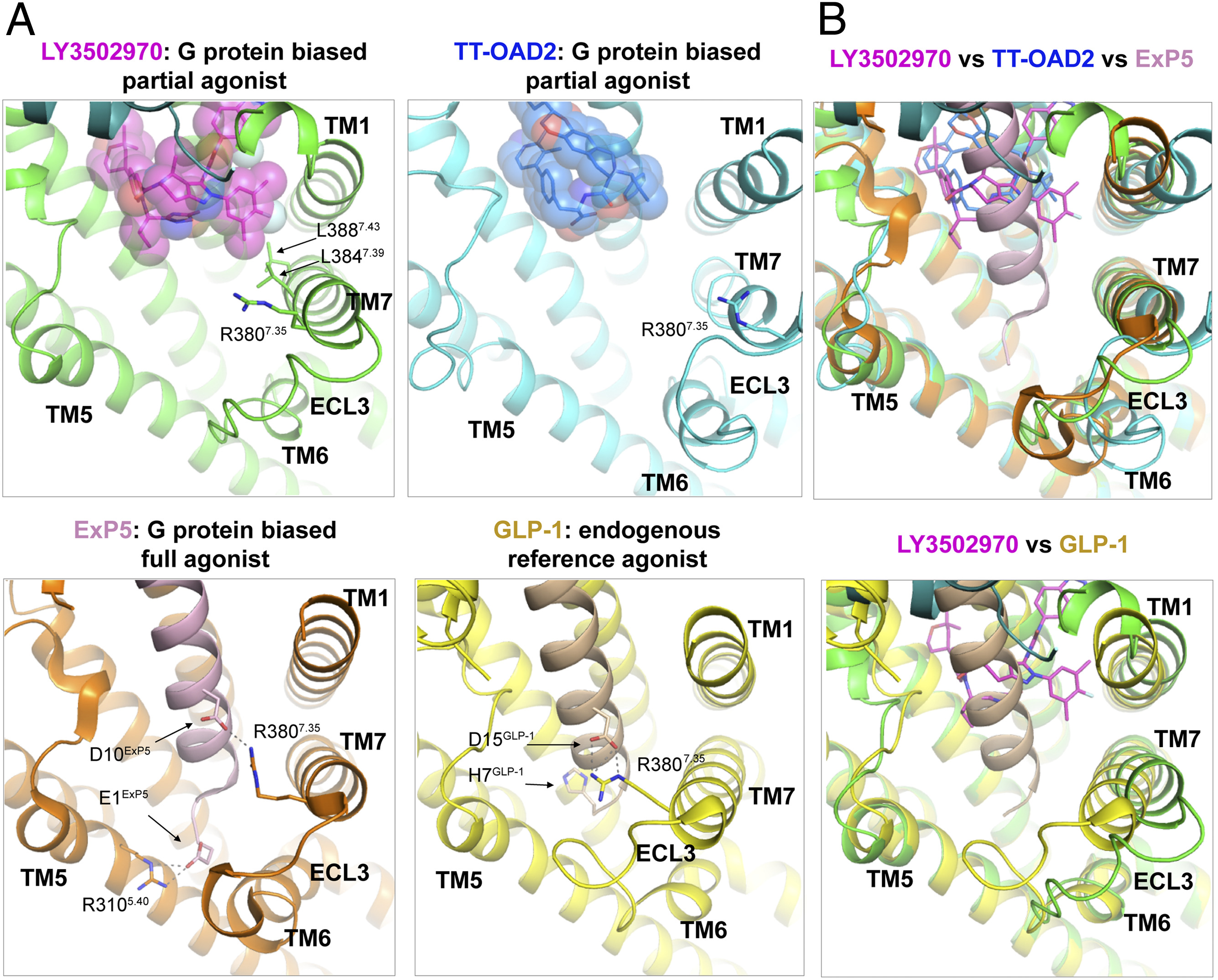 Chugai and Lilly publish how orforglipron activates the human GLP-1 receptor