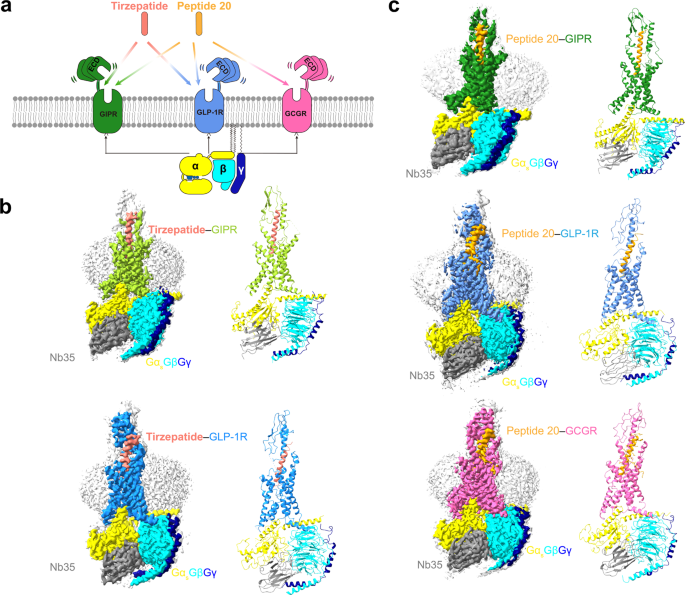 Fig. 1: Cryo-EM structures of tirzepatide and peptide 20-bound GIPR, GLP-1R and GCGR in complex with Gs.
