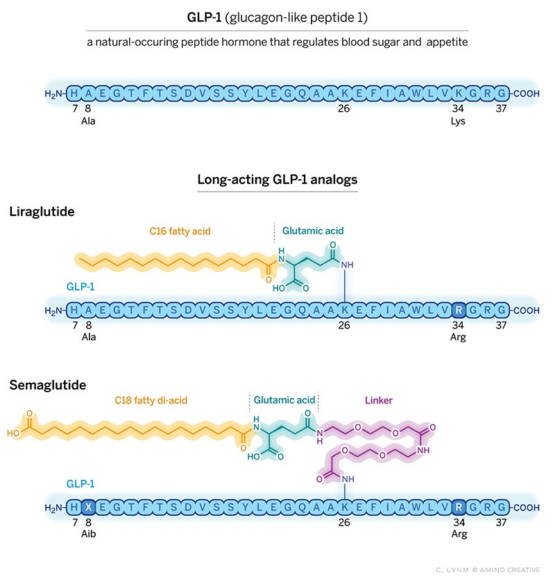 Lasker Award honors the GLP-1 discovery