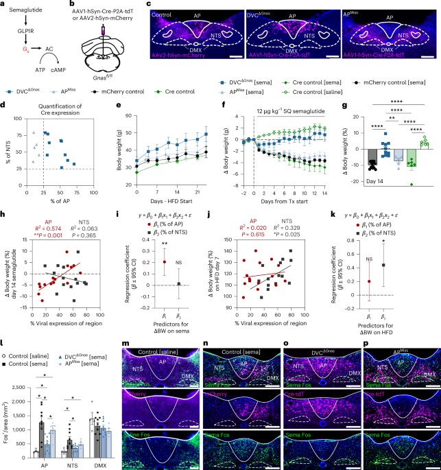 Nature Metabolism paper maps how semaglutide signals in hindbrain neurons