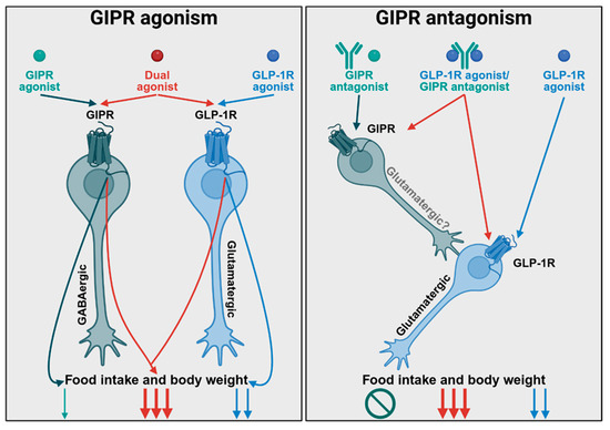 Review lays out the evidence behind both GIP directions
